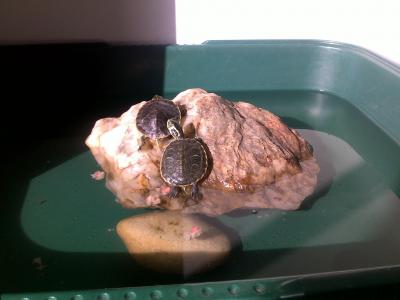 Mis Tortugas :D